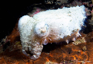Juvenile Broadclub Cuttlefish/Photographed with a Canon 6... by Laurie Slawson 